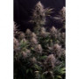 Семена конопли GG4 ™ (Gorilla Glue) от Fast Buds