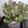Cannabis seeds Original AUTO BUBBLEGUM from Fast Buds