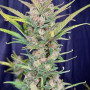 Семена конопли GORILLA PUNCH Auto от Fast Buds