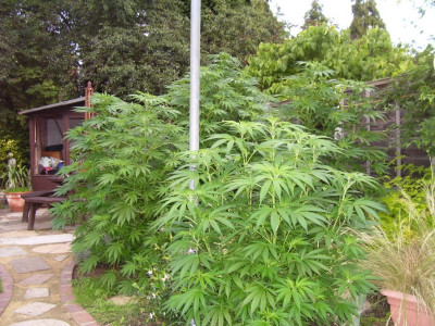 TOP 6 high varieties of marijuana
