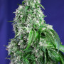 Cannabis seeds BIG DEVIL F1 FAST VERSION® from Sweet Seeds