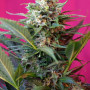 Cannabis seeds BIG DEVIL #2 AUTO® from Sweet Seeds