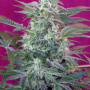 Cannabis seeds BIG FOOT® from Sweet Seeds