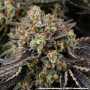 Семена конопли Black Cherry Gushers от Barney's Farm