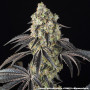 Семена конопли Black Cherry Gushers от Barney's Farm