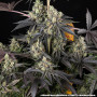 Семена конопли Black Cherry Gushers от Barney's Farm