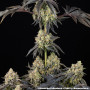 Семена конопли Black Cherry Gushers от Barney's Farm