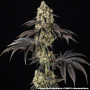 Семена конопли Black Cherry Gushers от Barney's Farm