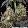 Семена конопли Black Cherry Gushers от Barney's Farm