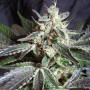 Cannabis seeds BLACK JACK® from Sweet Seeds