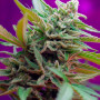 Cannabis seeds BLACK JACK AUTO® from Sweet Seeds