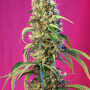 Cannabis seeds BLACK JACK CBD® from Sweet Seeds