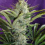 Cannabis seed variety Black Widow Feminised Silver