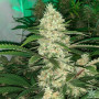 Cannabis seed variety Black Widow Feminised Silver