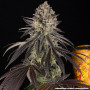 Семена конопли Blue Dream от Barney's Farm