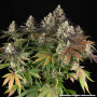 Семена конопли Blue Dream от Barney's Farm