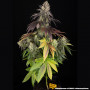 Семена конопли Blue Dream от Barney's Farm