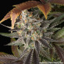 Семена конопли Blue Dream от Barney's Farm