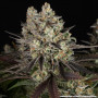 Семена конопли Blue Dream от Barney's Farm