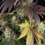 Семена конопли Blue Dream от Barney's Farm