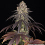 Семена конопли Blue Dream от Barney's Farm
