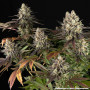 Семена конопли Blue Dream от Barney's Farm