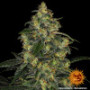 Семена конопли Blue Gelato 41 от Barney's Farm