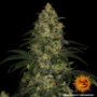 Семена конопли Blue Gelato 41 от Barney's Farm