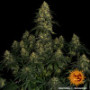 Семена конопли Blue Gelato 41 от Barney's Farm
