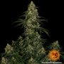 Семена конопли Blue Gelato 41 от Barney's Farm