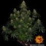 Семена конопли Blue Gelato 41 от Barney's Farm