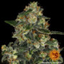 Семена конопли Blue Gelato 41 от Barney's Farm