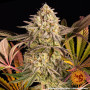 Семена конопли Blue Sunset Sherbert от Barney's Farm