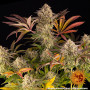 Семена конопли Blue Sunset Sherbert от Barney's Farm