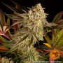 Семена конопли Blue Sunset Sherbert от Barney's Farm