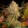 Семена конопли Blue Sunset Sherbert от Barney's Farm