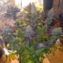 Cannabis seeds BLUEBERRY® from Dutch Passion