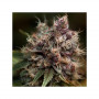 Cannabis seeds BLUEBERRY® from Dutch Passion