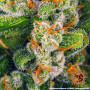 Cannabis seeds Blue Cheese from Barney's Farm