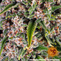 Cannabis seeds Blue Cheese from Barney's Farm