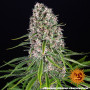 Cannabis seeds Blue Cheese from Barney's Farm