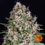 Cannabis seeds Blue Cheese from Barney's Farm