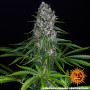 Cannabis seeds Blue Cheese from Barney's Farm