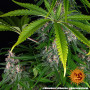 Cannabis seeds Blue Cheese from Barney's Farm