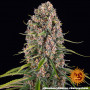 Cannabis seeds Blue Cheese from Barney's Farm