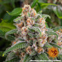 Cannabis seeds Blue Cheese from Barney's Farm