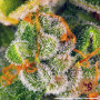 Cannabis seeds Blue Cheese from Barney's Farm