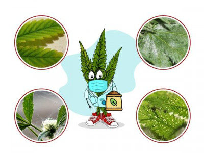 Cannabis diseases and its main pests