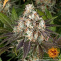 Семена конопли Bruce Banner от Barney's Farm