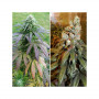 Cannabis seeds BUBBA ISLAND KUSH® from Dutch Passion